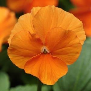 Виола виттрока (Viola wittrockiana)