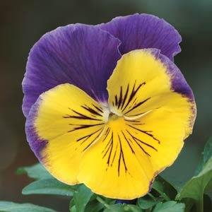 Виола виттрока (Viola wittrockiana)