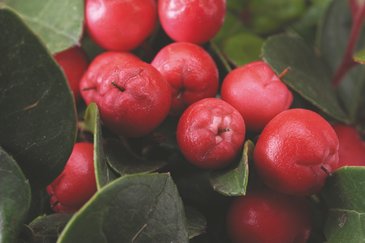 Гаультерия лежачая (Gaultheria procumbens)