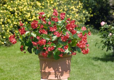 Бегония гибридная (зеленая листва) (Begonia benariensis)