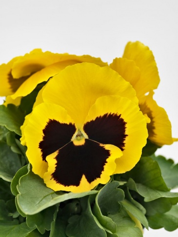 Виола виттрока (Viola wittrockiana)