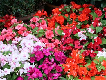Бальзамин уоллера (Impatiens walleriana) Бальзамин уоллера (Impatiens walleriana)