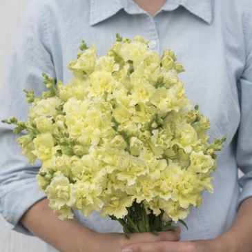 Львиный зев (Антирринум) махровый (Antirrhinum majus)