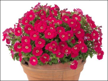 Петуния ампельная гибридная (Petunia x hybrida)