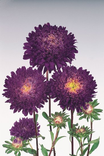 Астра китайская (Callistephus chinensis)