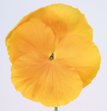 Виола виттрока (Viola wittrockiana)