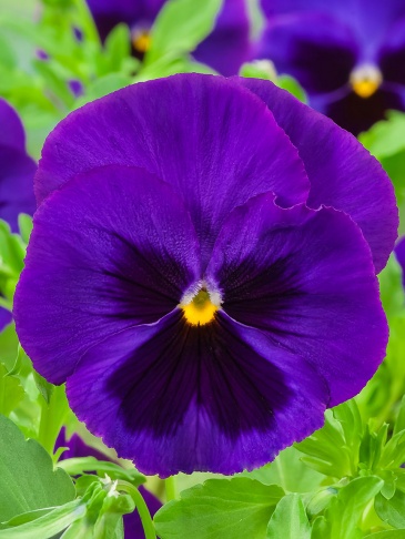 Виола Виттрока (Viola wittrockiana) Виола Виттрока (Viola wittrockiana)