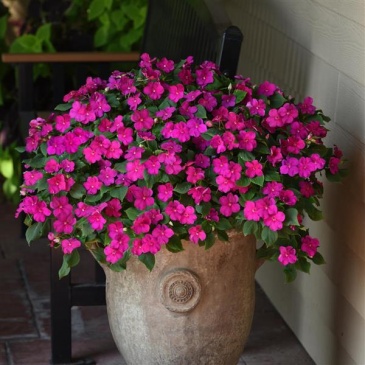 Бальзамин Уоллера (Impatiens walleriana) Бальзамин Уоллера (Impatiens walleriana)