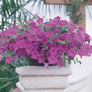 Петуния ампельная гибридная (Petunia х hybrida) Петуния ампельная гибридная (Petunia х hybrida)