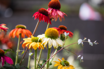 Эхинацея пурупурная (Echinacea purpurea) Эхинацея пурупурная (Echinacea purpurea)