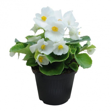 Бегония вечноцветущая (зеленая листва) (Begonia semperflorens) Бегония вечноцветущая (зеленая листва) (Begonia semperflorens)