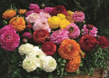 Лютик азиатский (Ranunculus asiaticus)