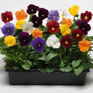 Виола виттрока (Viola wittrockiana) Виола виттрока (Viola wittrockiana)