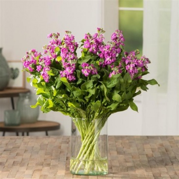 Левкой седой (Matthiola incana)