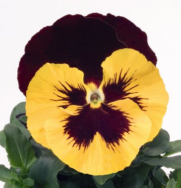 Виола виттрока (Viola wittrockiana)