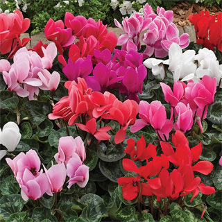 Цикламен персидский (Cyclamen persicum)