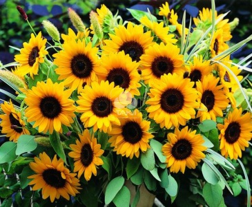 Подсолнечник летний (Helianthus annuus)