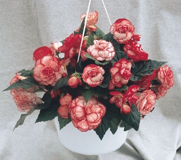 Бегония клубневая махровая (Begonia tuberhybrida)