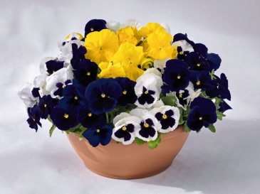 Виола виттрока (Viola wittrockiana) Виола виттрока (Viola wittrockiana)