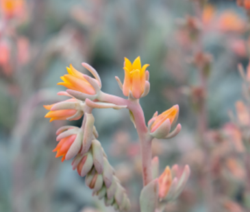 Эхеверия Пикока (Echeveria peacockii (desmetiana)) Эхеверия Пикока (Echeveria peacockii (desmetiana))