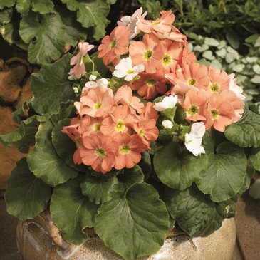 Примула обратноконическая (Primula obconica)