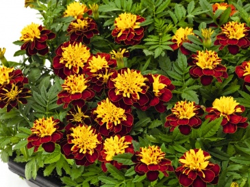 Бархатцы отклоненные (Tagetes patula) Бархатцы отклоненные (Tagetes patula)