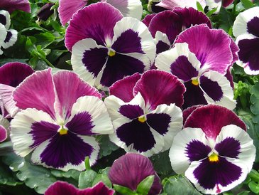 Виола Виттрока (Viola wittrockiana) Виола Виттрока (Viola wittrockiana)