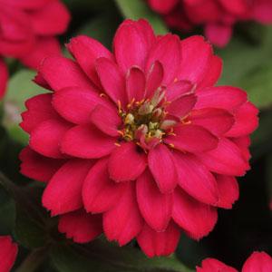 Цинния мариландская (Zinnia marylandica) Цинния мариландская (Zinnia marylandica)