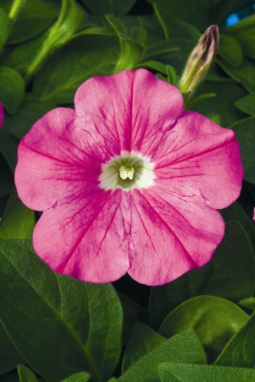 Петуния ампельная гибридная (Petunia x hybrida)