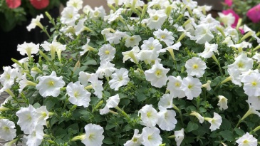 Петуния ампельная гибридная (Petunia x hybrida)