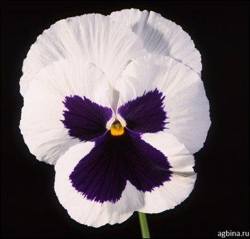 Виола Виттрока (Viola wittrockiana)