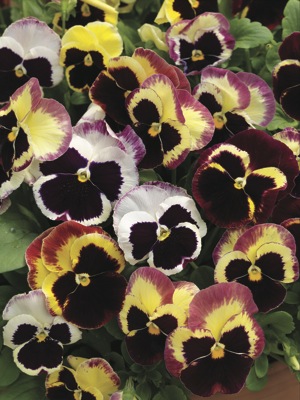Виола Виттрока (Viola wittrockiana) Виола Виттрока (Viola wittrockiana)