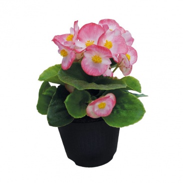 Бегония вечноцветущая (зеленая листва) (Begonia semperflorens) Бегония вечноцветущая (зеленая листва) (Begonia semperflorens)