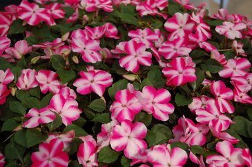Бальзамин Уоллера (Impatiens walleriana) Бальзамин Уоллера (Impatiens walleriana)
