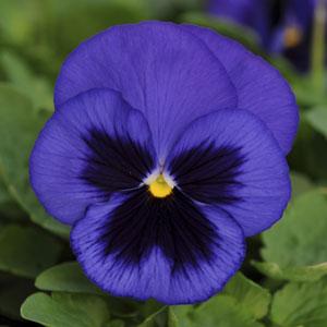 Виола виттрока (Viola wittrockiana) Виола виттрока (Viola wittrockiana)