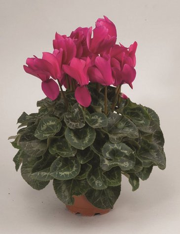 Цикламен персидский (Cyclamen persicum)