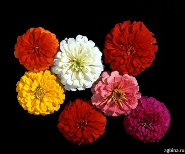 Цинния изящная (Zinnia elegans)