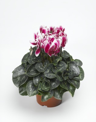 Цикламен персидский (Cyclamen persicum)
