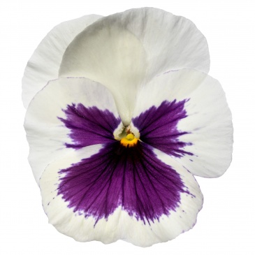 Виола Виттрока (Viola wittrockiana) Виола Виттрока (Viola wittrockiana)
