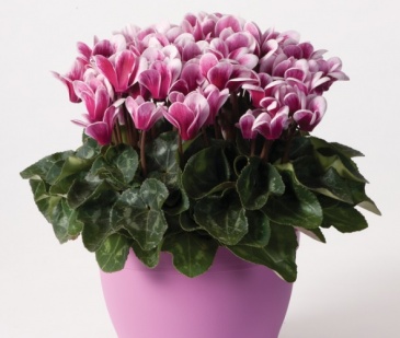 Цикламен персидский (Cyclamen persicum) Цикламен персидский (Cyclamen persicum)