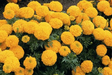 Бархатцы прямостоячие (Tagetes erecta)
