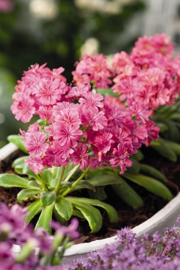 Левизия (Lewisia cotyledon)