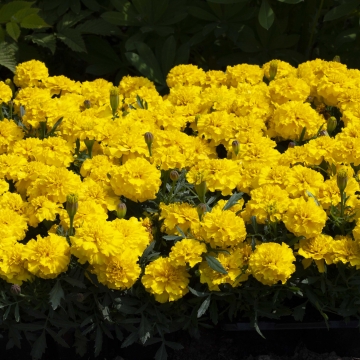 Бархатцы отклоненные (Tagetes patula) Бархатцы отклоненные (Tagetes patula)