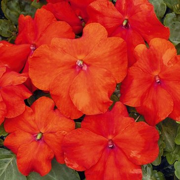 Бальзамин Уоллера (Impatiens walleriana)