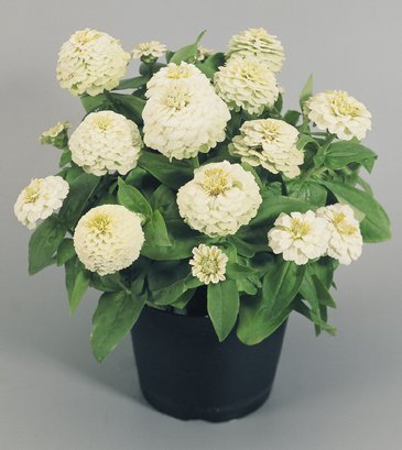 Цинния изящная (Zinnia elegans)