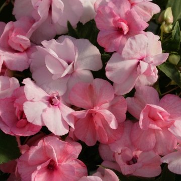 Бальзамин уоллера (Impatiens walleriana)