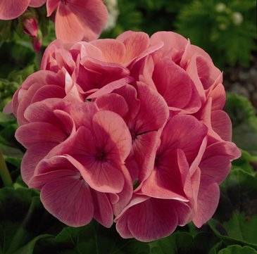 Герань (пеларгония садовая) (Pelargonium x hortorum)