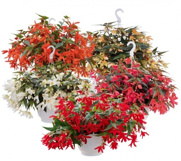 Бегония боливийская ампельная (Begonia boliviensis x hybrida)