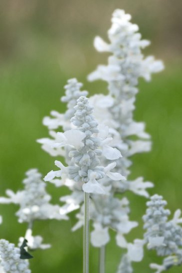 Шалфей мучнистый (Salvia farinacea)