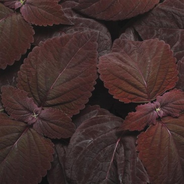 Колеус гибридный (Coleus х hybrida) Колеус гибридный (Coleus х hybrida)